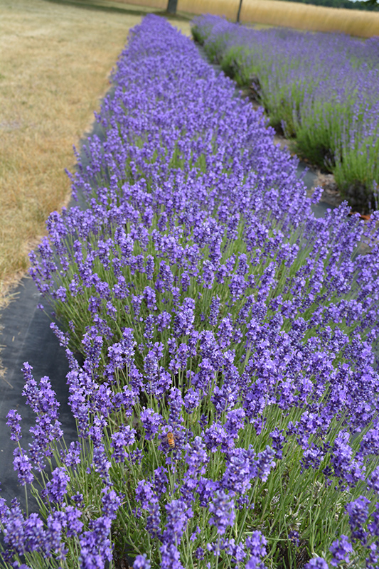 Hidcote Lavender (Lavandula angustifolia 'Hidcote') at Bedford Fields