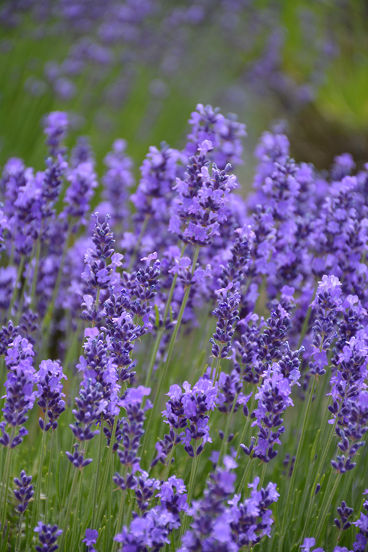 Hidcote Lavender (Lavandula angustifolia 'Hidcote') at Bedford Fields