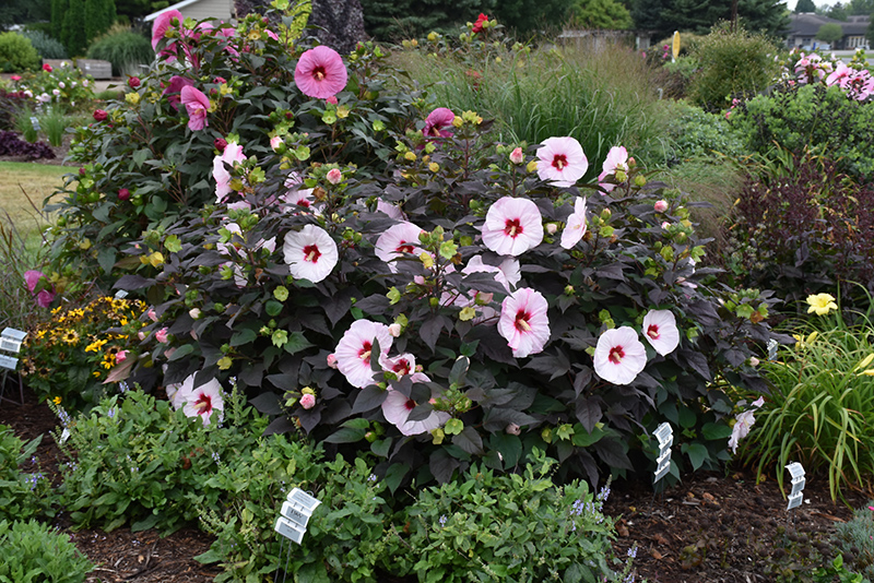 Summerific Perfect Storm Hibiscus (Hibiscus 'Perfect Storm') at Bedford Fields