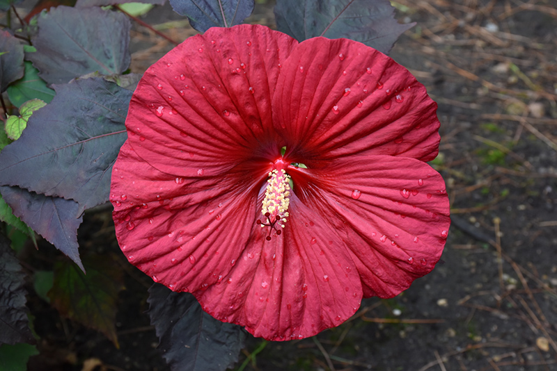 Summerific Holy Grail Hibiscus (Hibiscus 'Holy Grail') at Bedford Fields