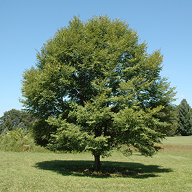 Tree Photo