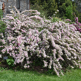 Plant Photo 1