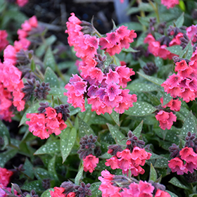 Plant Photo 8