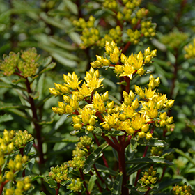 Plant Photo 2
