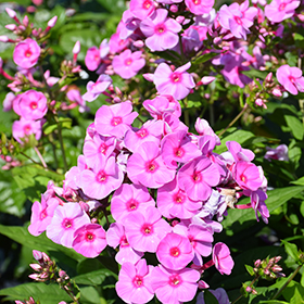 Plant Photo 8