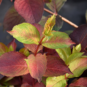 Plant Photo 8