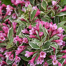 Plant Photo 1