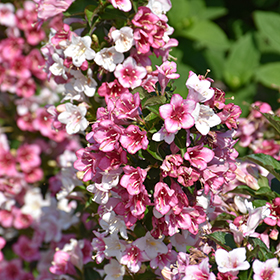 Plant Photo 2